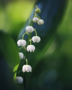 Close-up of white flowering plant