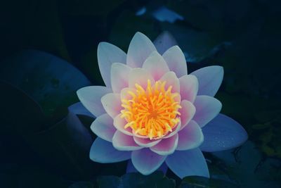 Close-up of flower with water lily