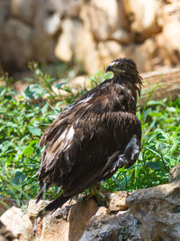 Lesser spotted eagle perching on rock