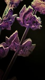 Close-up of purple flowers