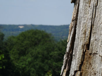 Close-up of tree trunk against sky