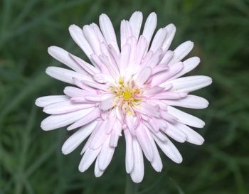 Close-up of pink flower