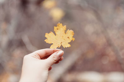 Close-up of hand holding maple leaf