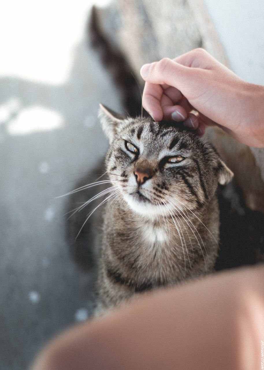 CLOSE-UP OF WOMAN HOLDING CAT SITTING IN HAND