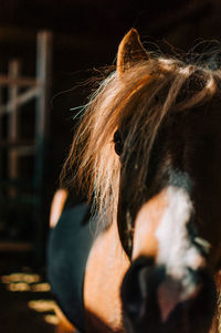 Close-up portrait of a young woman in stable