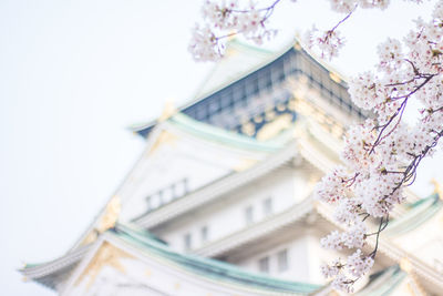 Low angle view of white flower against building