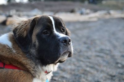 Close-up portrait of dog