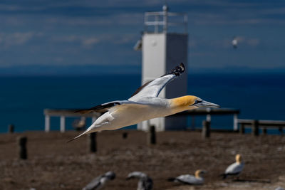 Close-up of bird flying over sea