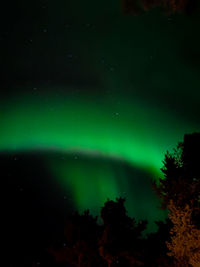 Low angle view of trees against sky at night