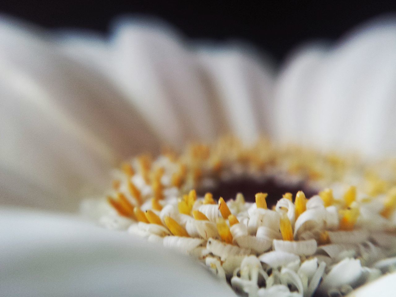 Gerbera flower