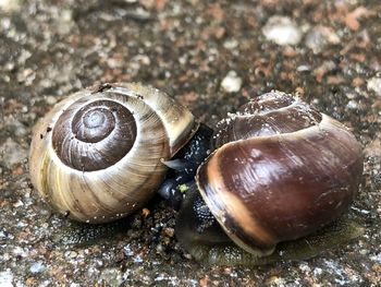 Close-up of snail