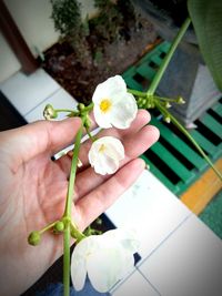 Close-up of hand holding rose