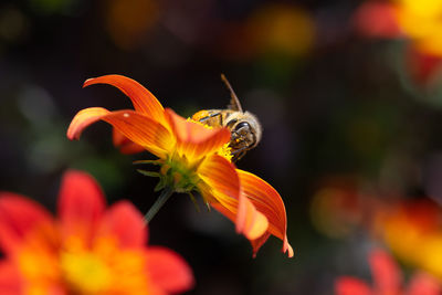 Close-up of a bee pollinating on orange flower