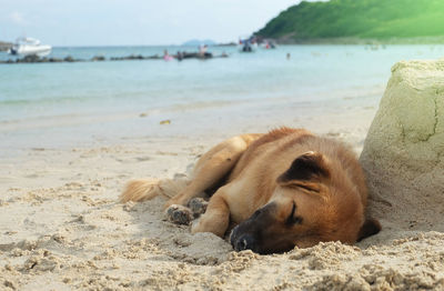 View of lion sleeping on beach