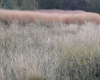 Scenic view of land on field