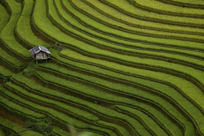 Full frame shot of rice paddy terrace rice field ,vietnam 