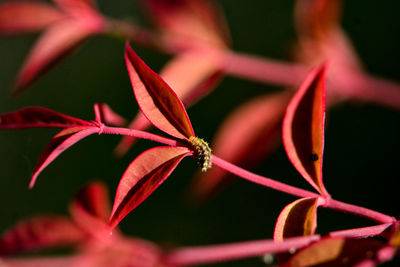 Close-up of red flowering plant