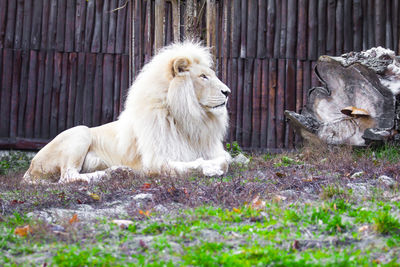 White lion sitting on field