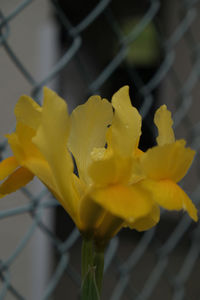 Close-up of yellow flowering plant