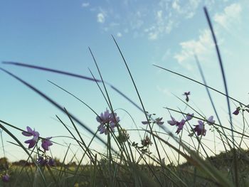 Low angle view of flowers growing in field