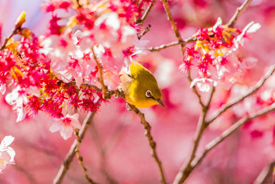 Close-up of bird perching on cherry blossom tree