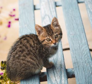 Portrait of tabby cat on wood