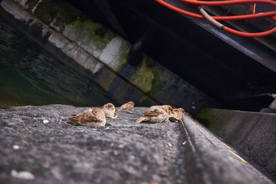 Birds below bridge