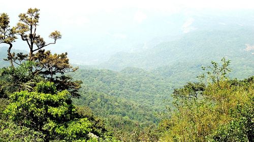 Scenic view of tree mountains against sky