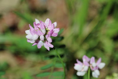 Close-up of pink flowering plant