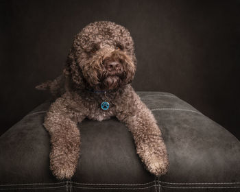 Close-up of dog against black background