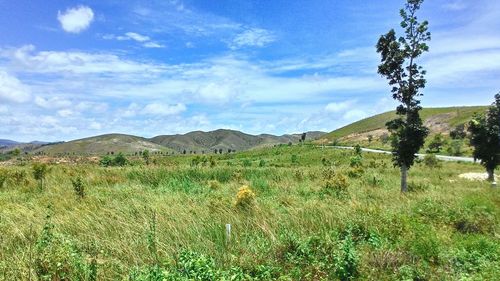 Scenic view of grassy field against sky