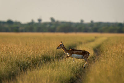 Side view of a horse on field