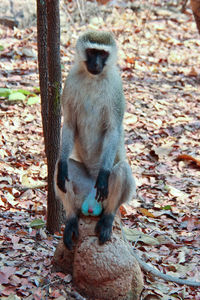 Portrait of monkey sitting on tree