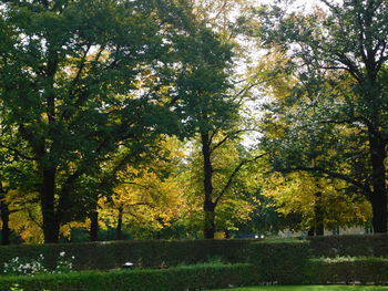 Trees on landscape during autumn