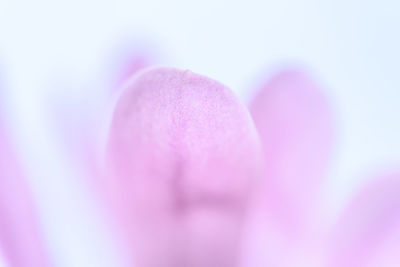 Close-up of pink flowers