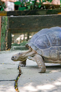 Big giant tortoise walking on the ground.