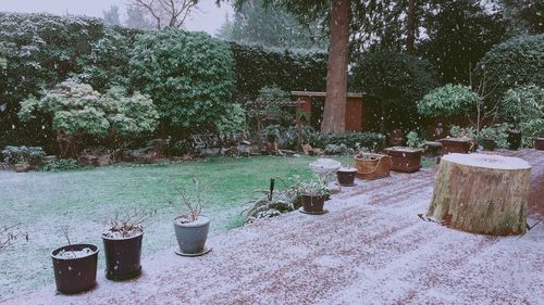 Plants on landscape against trees