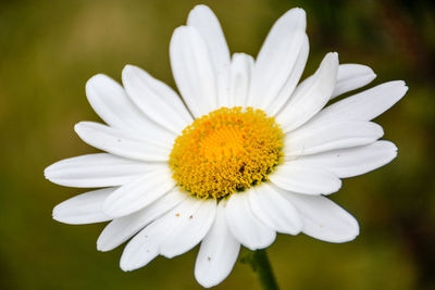 Close-up of white flower blooming outdoors