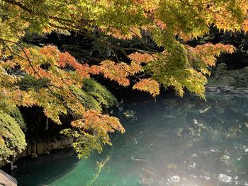 Plants by lake during autumn