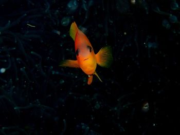 Fish swimming in sea