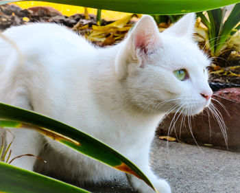 Close-up of cat sitting outdoors