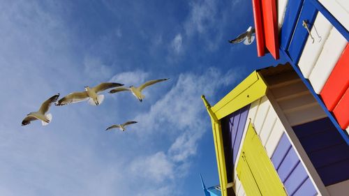 Low angle view of seagulls flying against sky