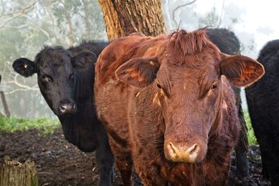 Portrait of cow on field