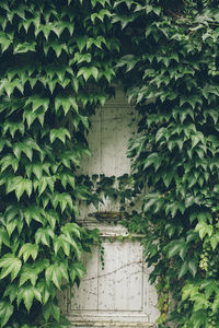 Close-up of ivy growing on tree