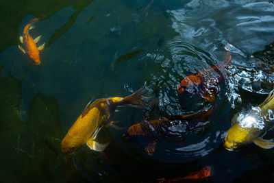 High angle view of koi carps swimming in sea