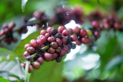 Close-up of berries growing on plant