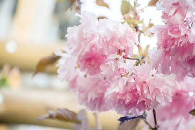 Close-up of pink cherry blossoms in spring