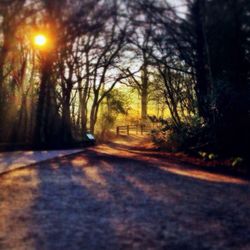 Road passing through forest