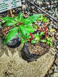 High angle view of small potted plant