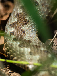 Close-up of an animal